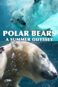 Yify Polar Bears: A Summer Odyssey 2012