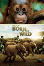 Yify Born to Be Wild 2011