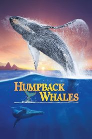 Yify Humpback Whales 2015