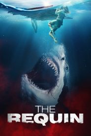 Yify The Requin 2022