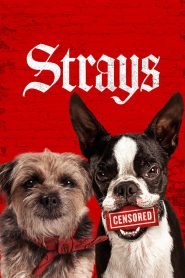 Yify Strays 2023