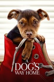 Yify A Dog’s Way Home 2019