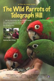 Yify The Wild Parrots of Telegraph Hill 2003