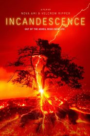 Yify Incandescence 2024