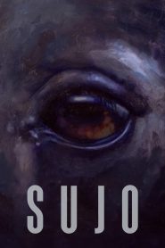 Yify Sujo 2024