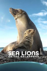Yify Sea Lions of the Galapagos 2025