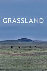 Yify Grassland 2023
