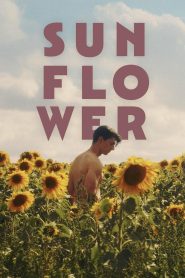 Yify Sunflower 2024