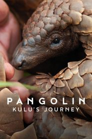 Yify Pangolin: Kulu’s Journey 2025