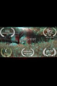 Yify Harvest 2024
