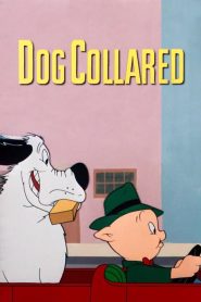 Yify Dog Collared 1950