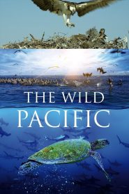 Yify The Wild Pacific 2016