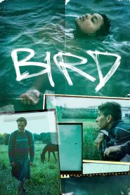 Yify Bird 2024