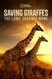 Yify Saving Giraffes: The Long Journey Home 2022