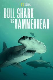 Yify Bull Shark vs. Hammerhead 2023