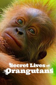 Yify Secret Lives of Orangutans 2024
