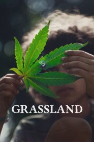 Yify Grassland 2025
