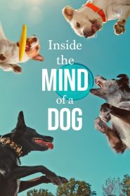Yify Inside the Mind of a Dog 2024