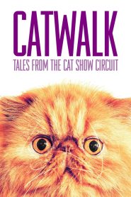 Yify Catwalk: Tales from the Catshow Circuit 2018